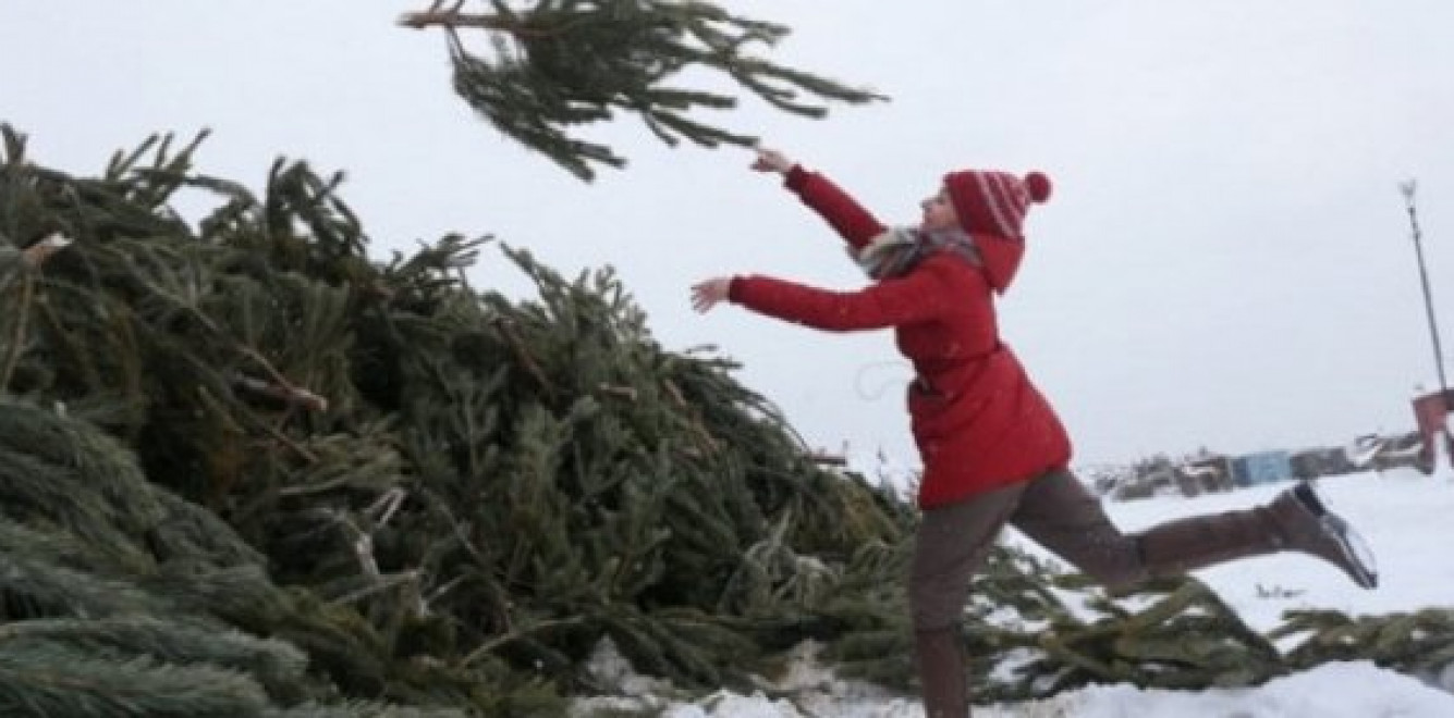 В Украине существует проблема с утилизацией новогодних елок