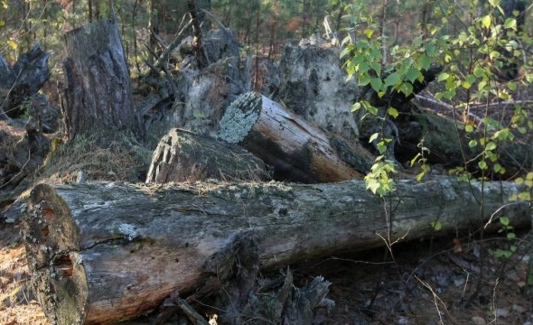 З початку року рослинному світу України завдали збитків на понад 200 мільйонів гривень