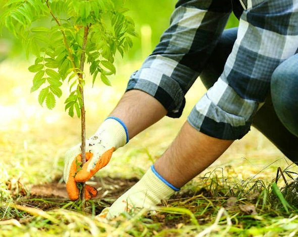 Ukraine set a world record for the number of trees planted in one day - Ministry of Foreign Affairs