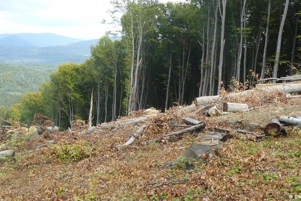 (Не)зелена країна: що відбувається з українськими лісами