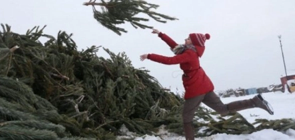 В Україні існує проблема з утилізацією новорічних ялинок