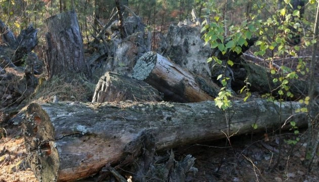 З початку року рослинному світу України завдали збитків на понад 200 мільйонів гривень